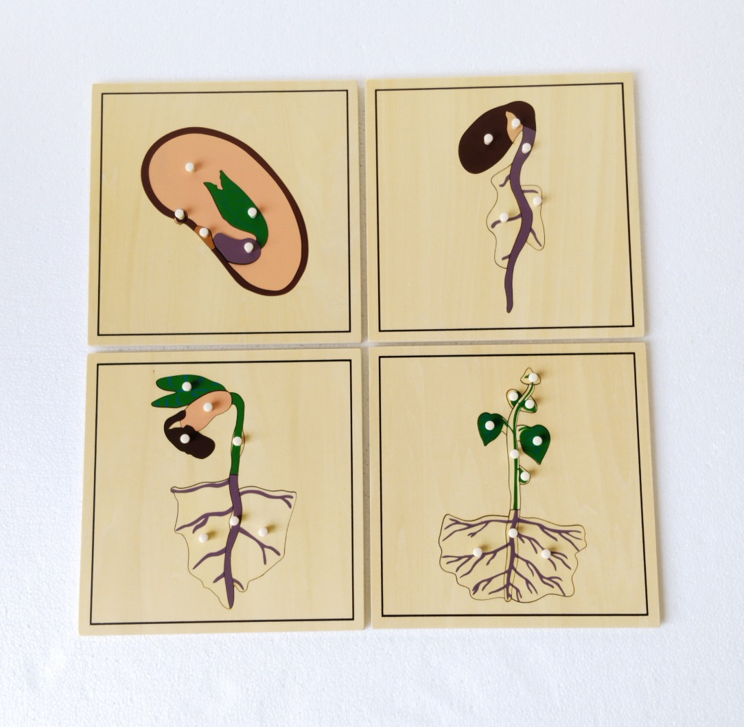 Rośliny puzzle - proces wzrostu