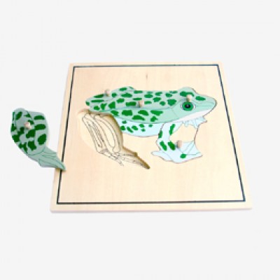 Żaba- puzzle ( szkielet )