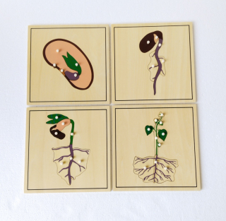 Rośliny puzzle - proces wzrostu